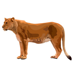 African Lioness Isolated