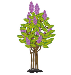 Bush Flowering Lilac On White Background