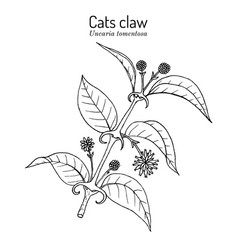 Cats Claw Uncaria Tomentosa Or Vilcacora