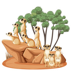 Group Of Meerkats In Cartoon Style