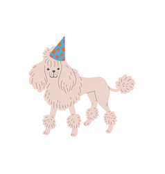 White Poodle Dog In Birthday Hat Standing Flat