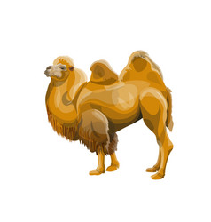 Bactrian Camel