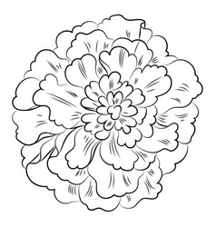 Marigold Petals Hand Drawn