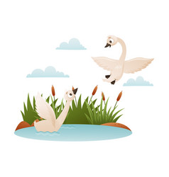 Beautiful White Swans Wild Swan Birds Cartoon