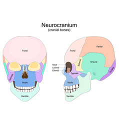 Human Skull Bones Neurocranium Cranial Bones