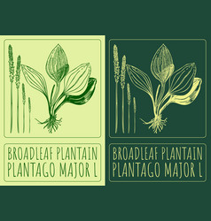 Drawing Broadleaf Plantain Hand Drawn