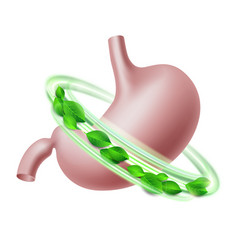 Healthy Human Stomach In Green Protective Circle