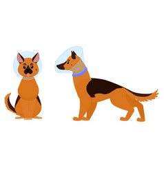 Dog Cone Cartoon With Elizabethan Collar