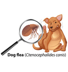 Dog With Flea Magnified