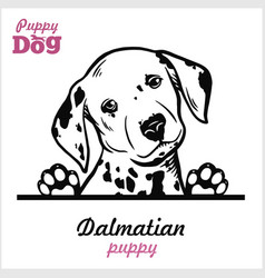 Puppy Dalmatian - Peeking Dogs - Breed Face Head