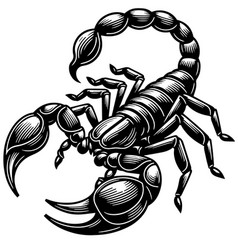 Sleek Design Of A Striking Scorpion