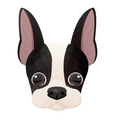 Boston Terrier Face Puppy Head Portrait