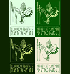 Set Of Drawing Broadleaf Plantain In Various