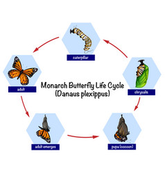 Monarch Butterfly Life Cycle