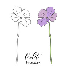 Violet February Birth Month Flower Drawing