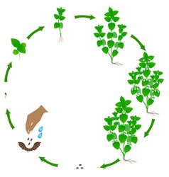 Life Cycle Of Melissa Officinalis Plant