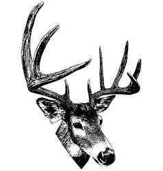 Male Deer With Antlers