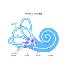 Vestibular Apparatus Anatomy