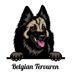 Head Belgian Tervuren - Dog Breed Color Image