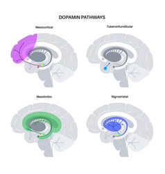 Dopamine Pathway Concept