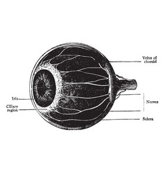 Choroid Ciliary Body And Iris Vintage