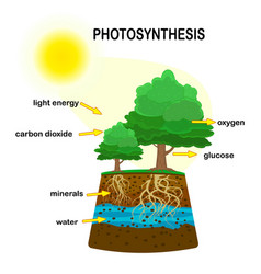 Photosynthesis Diagram