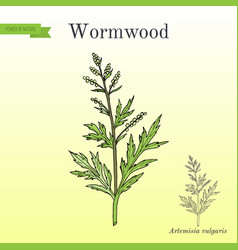 Mugwort Or Common Wormwood Artemisia Vulgaris