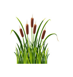 Swamp Cattail In The Grass Isolated On White