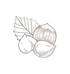 Hazelnut Icon Several Fruit Nuts And Leaves