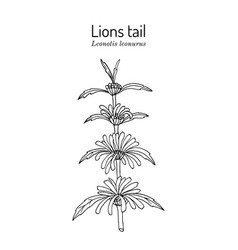 Lions Tail Or Wild Dagga Leonotis Leonurus