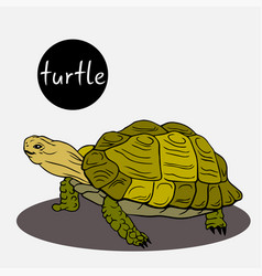 Large Land Turtles Are Reptiles World Turtle Day