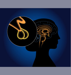 Pituitary Gland Anatomy