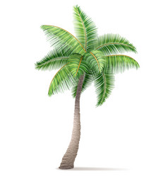 Tropical Palm Tree With Green Foliage