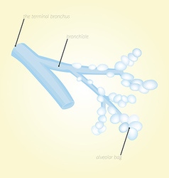 Terminal Bronchus Bronchiole Alveoli Alveolar