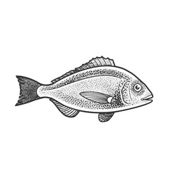 Gilt Head Bream Dorada Fish Sketch