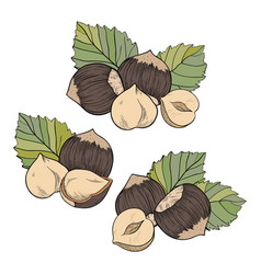 Set Of Hazelnuts Color Compositions With Kernels