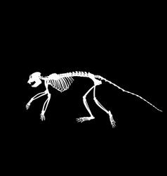 Guereza Colobus Monkey Skeleton Silhouette