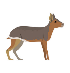 Dolichotis Patagonum - Patagonian Mara - Side View