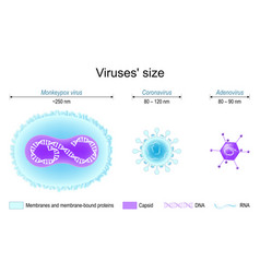 Viruses Size Monkeypox Coronavirus