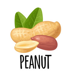 Set Whole And Half Peanut With Green Leaves