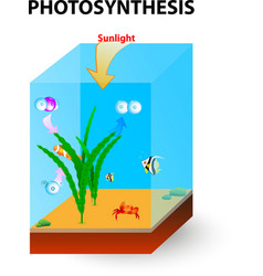 Photosynthesis Cross Section