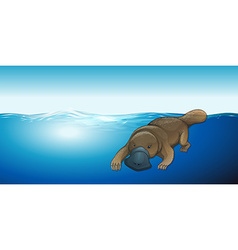 Platypus Swimming In The Sea