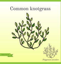 Polygonum Aviculare Or Common Knotgrass