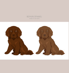 Boykin Spaniel Puppies Clipart Different Coat