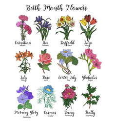 Set Of Birth Month Flower Colorful Isolated