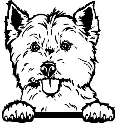 West Highland Terrier Westie - Funny Dog