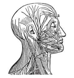 Facial Nerve Vintage