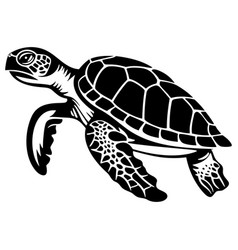 Graphic Sea Turtle Of Sea