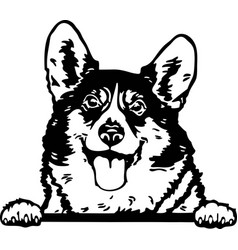 Pembroke Welsh Corgis - Funny Dog File