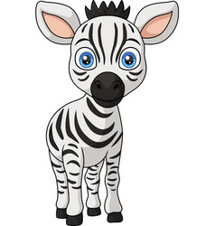 Cute Baby Zebra Cartoon On White Background